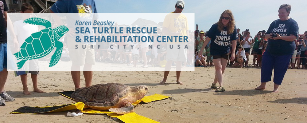 Paddle Candy Collab: Karen Beasley Sea Turtle Rescue and Rehabilitation Center